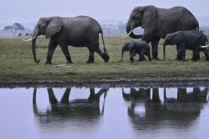 Kenya le paradis des éléphants
