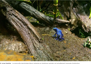 La grenouille dendrobate bleue