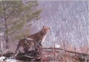 de rares images d'une femelle léopard et ses petits