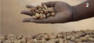 la production d'arachide au Sénégal est chamboulée