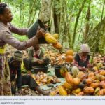 Côte d’Ivoire : Nestlé va donner une prime aux planteurs de cacao qui scolarisent leurs enfants