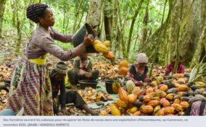 Côte d’Ivoire Nestlé va donner une prime aux planteurs de cacao qui scolarisent leurs enfants