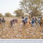 Mali : le coton menacé par les sanctions de la Cédéao