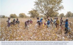 Mali le coton menacé par les sanctions de la Cédéao