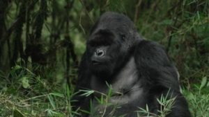 au Rwanda où les gorilles sont préservés au parc national des volcans
