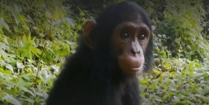 Guinée cohabitation entre hommes et chimpanzés difficile