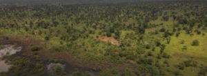 Une forêt du Ghana reprend vie