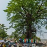 Sierra Leone : Une tempête fait tomber le cotton tree, l’emblématique arbre du pays
